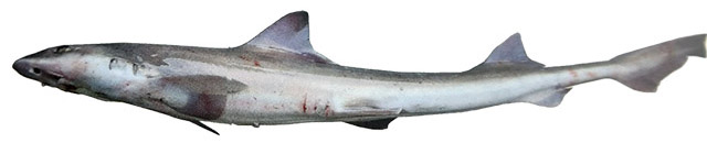 Mustelus mustelus_0225.jpg